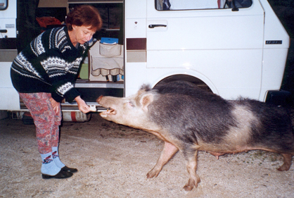 107-le cochon